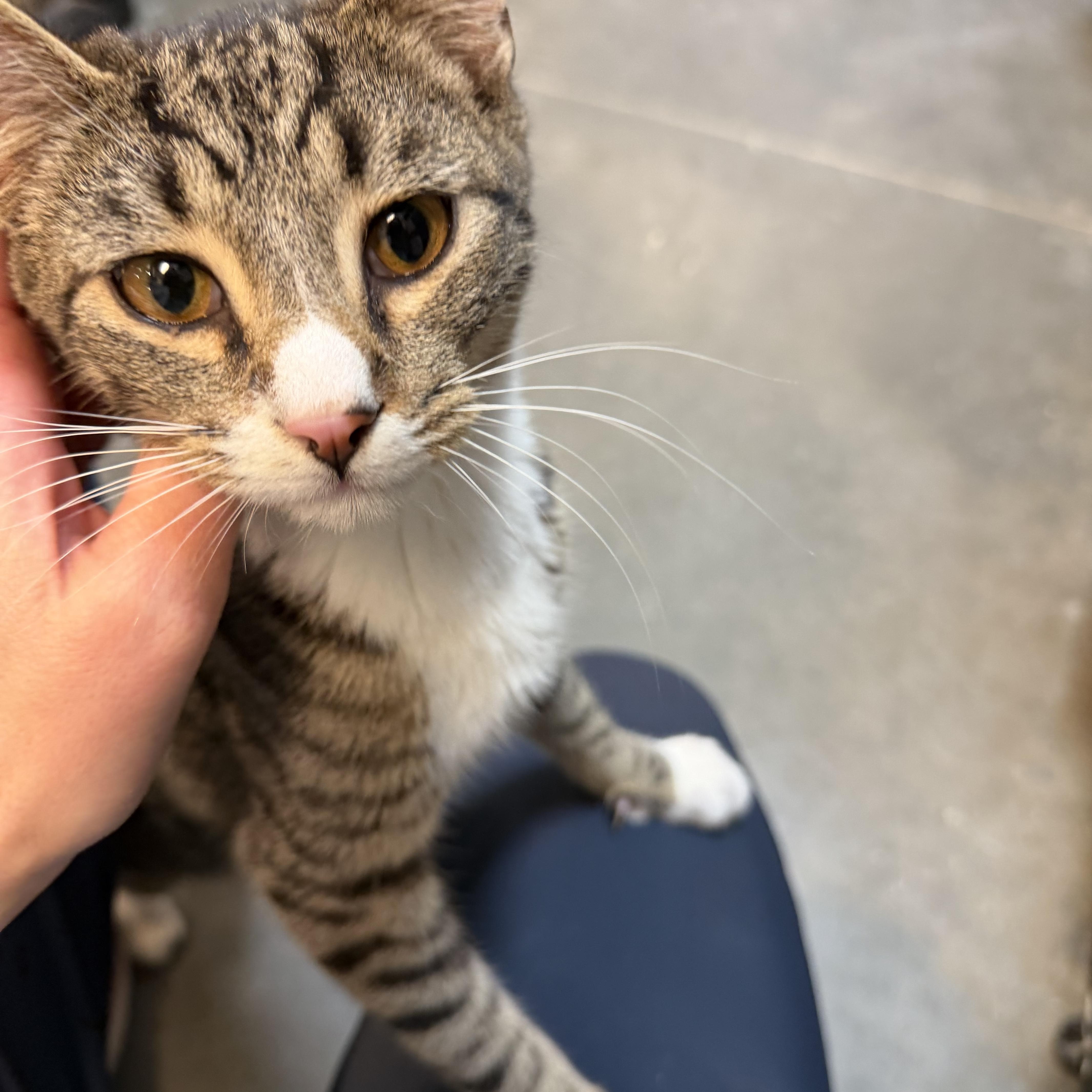 Enlarge Nash (Loves people and laps!), an adopted Tabby in Rock Hill, SC image 1/6