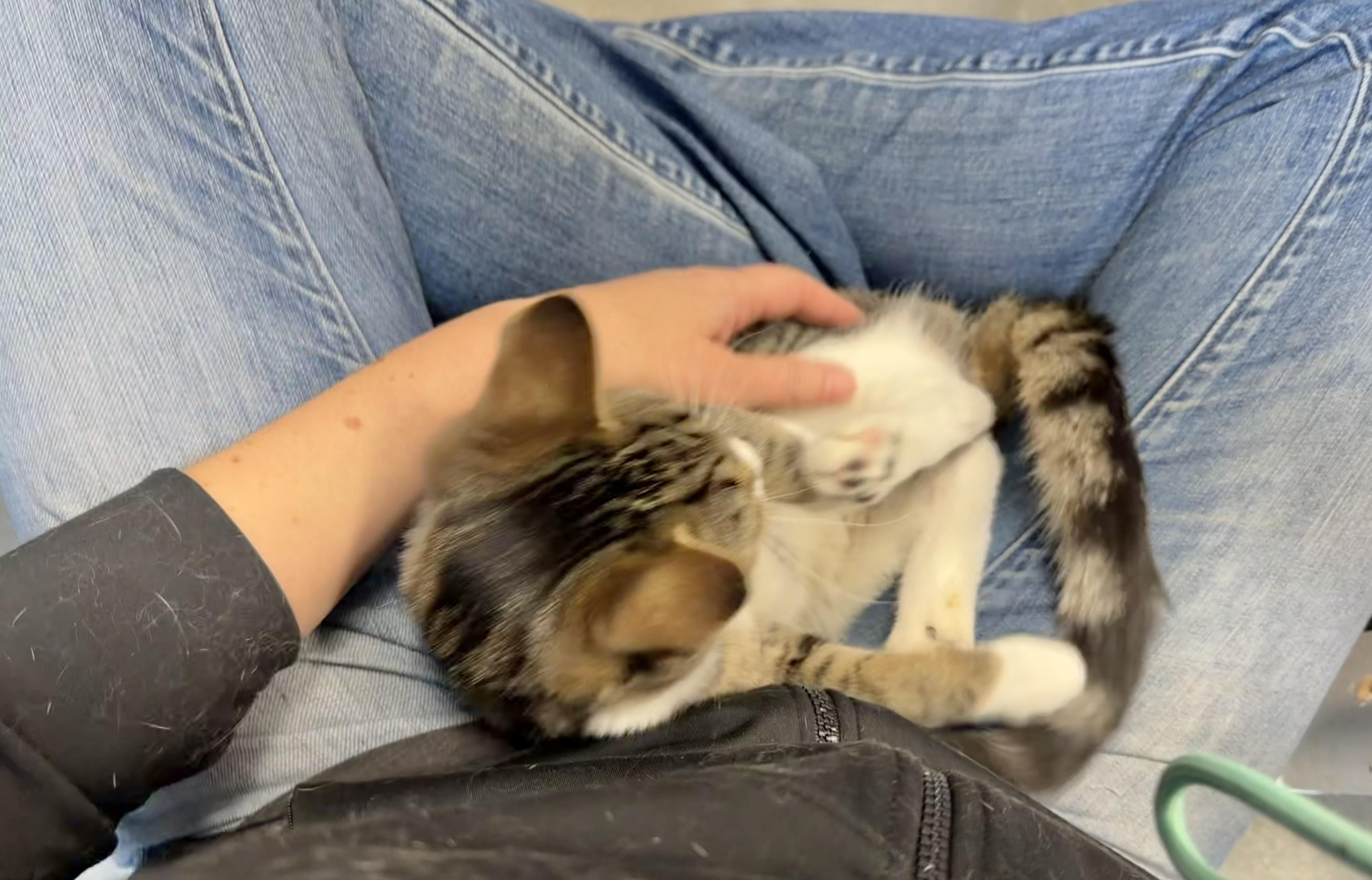 Enlarge Nash (Loves people and laps!), an adopted Tabby in Rock Hill, SC image 6/6