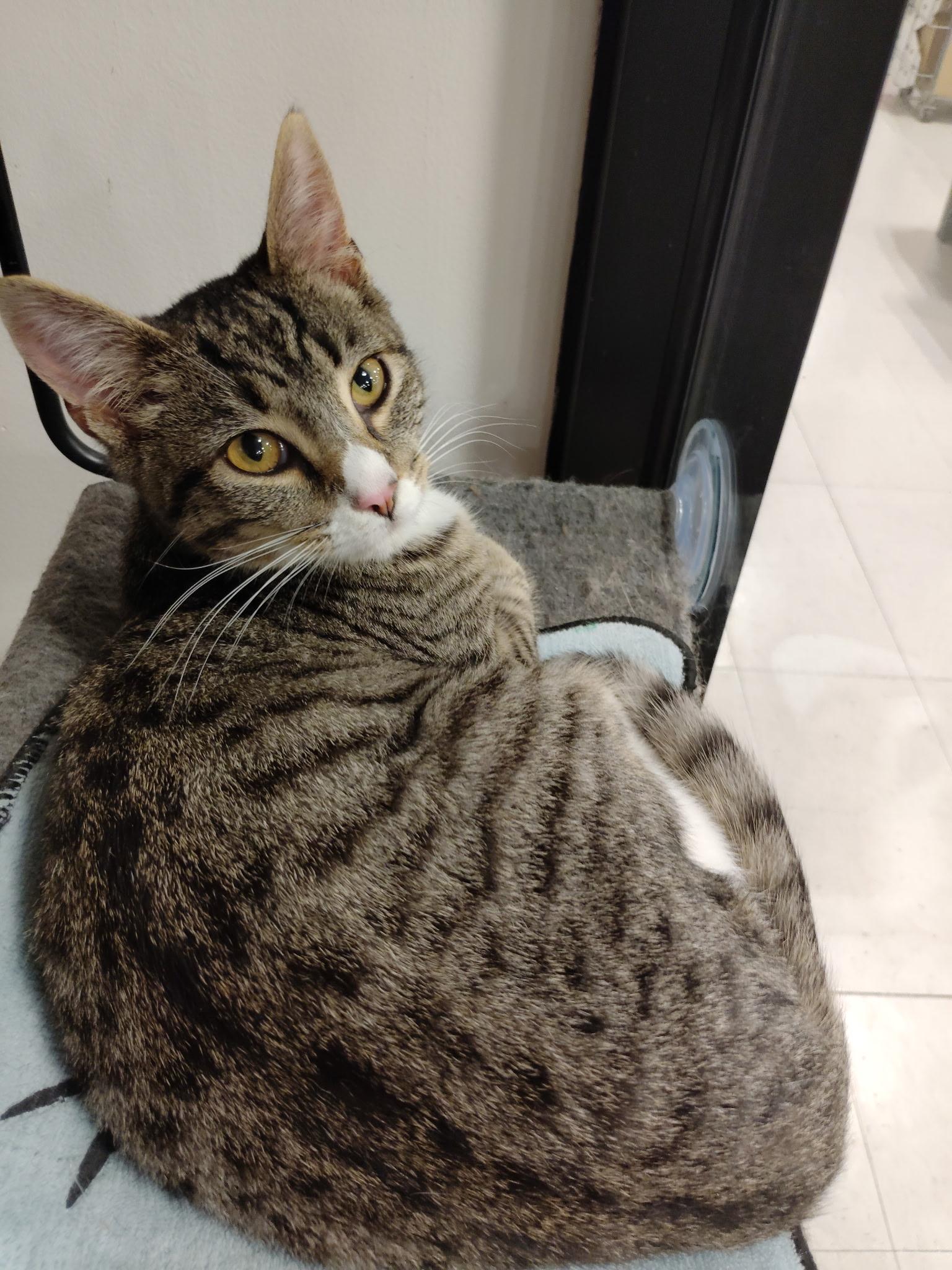 Enlarge Nash (Loves people and laps!), an adopted Tabby in Rock Hill, SC image 2/6