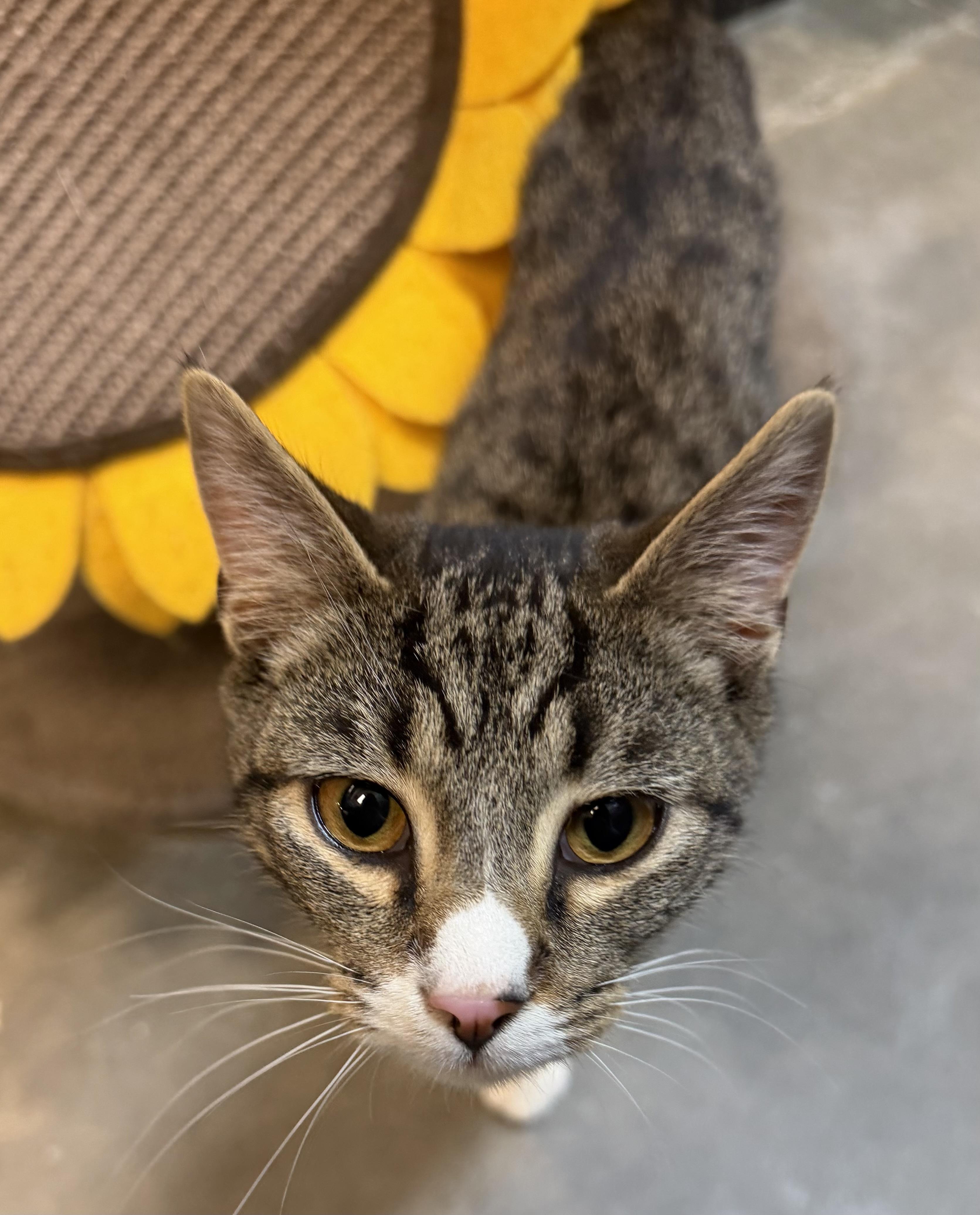 Enlarge Nash (Loves people and laps!), an adopted Tabby in Rock Hill, SC image 4/6