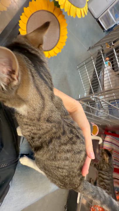 Enlarge Nash (Loves people and laps!), an adopted Tabby in Rock Hill, SC video 5/6