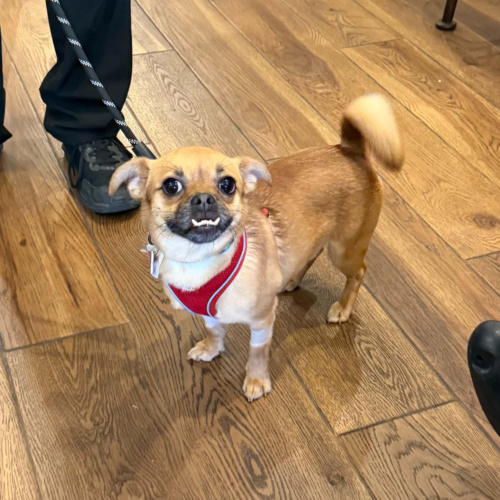Enlarge Loki, a ADOPTABLE mixed breed in Boulder, CO image 1/6