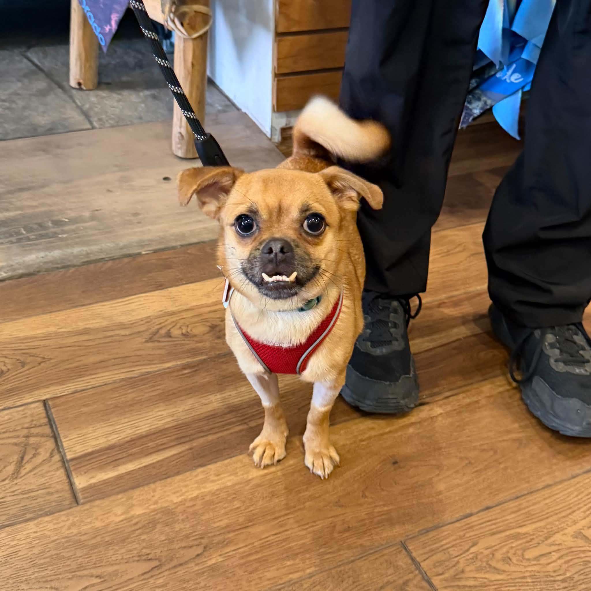 Enlarge Loki, a ADOPTABLE mixed breed in Boulder, CO image 2/6