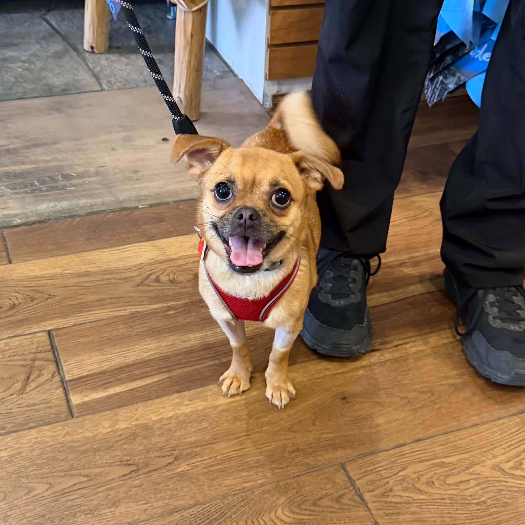 Enlarge Loki, a ADOPTABLE mixed breed in Boulder, CO image 5/6