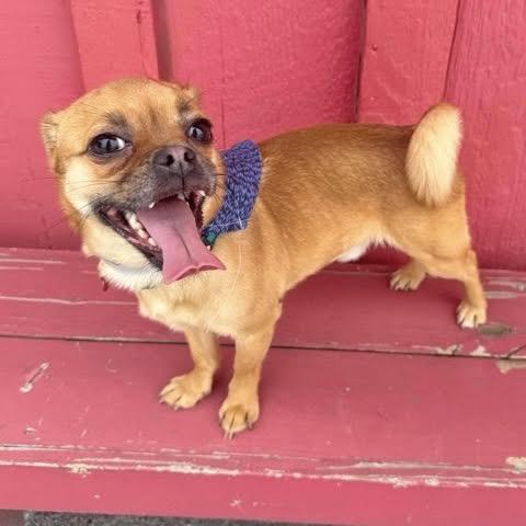 Enlarge Loki, a ADOPTABLE mixed breed in Boulder, CO image 6/6