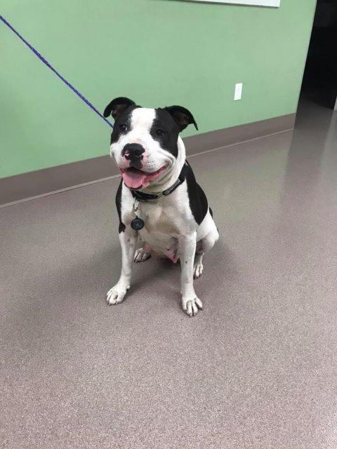 Jazz, Adopted, Adult Female Pit Bull Terrier.