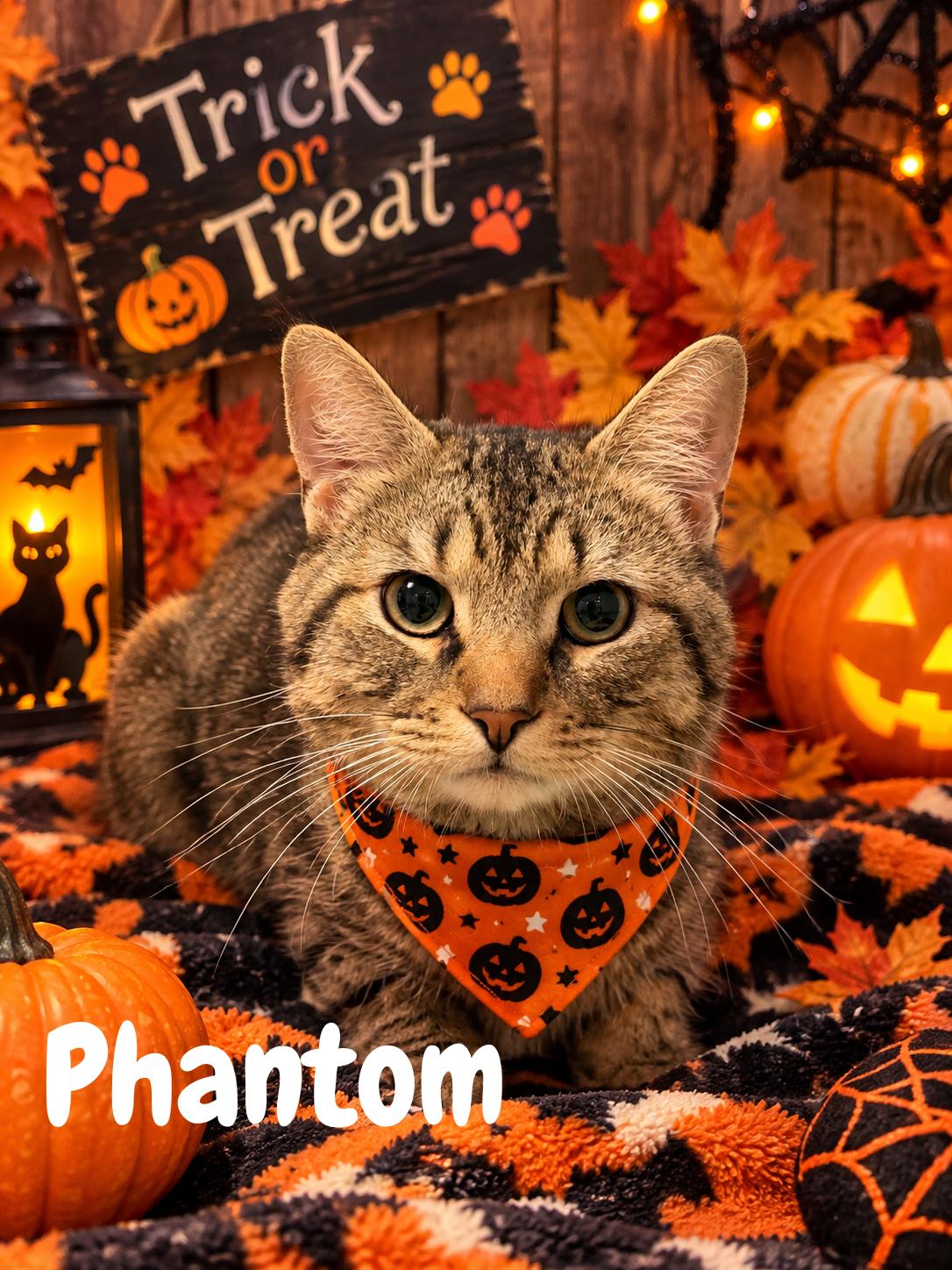 Phantom, Adoptable, Young Male Domestic Short Hair.