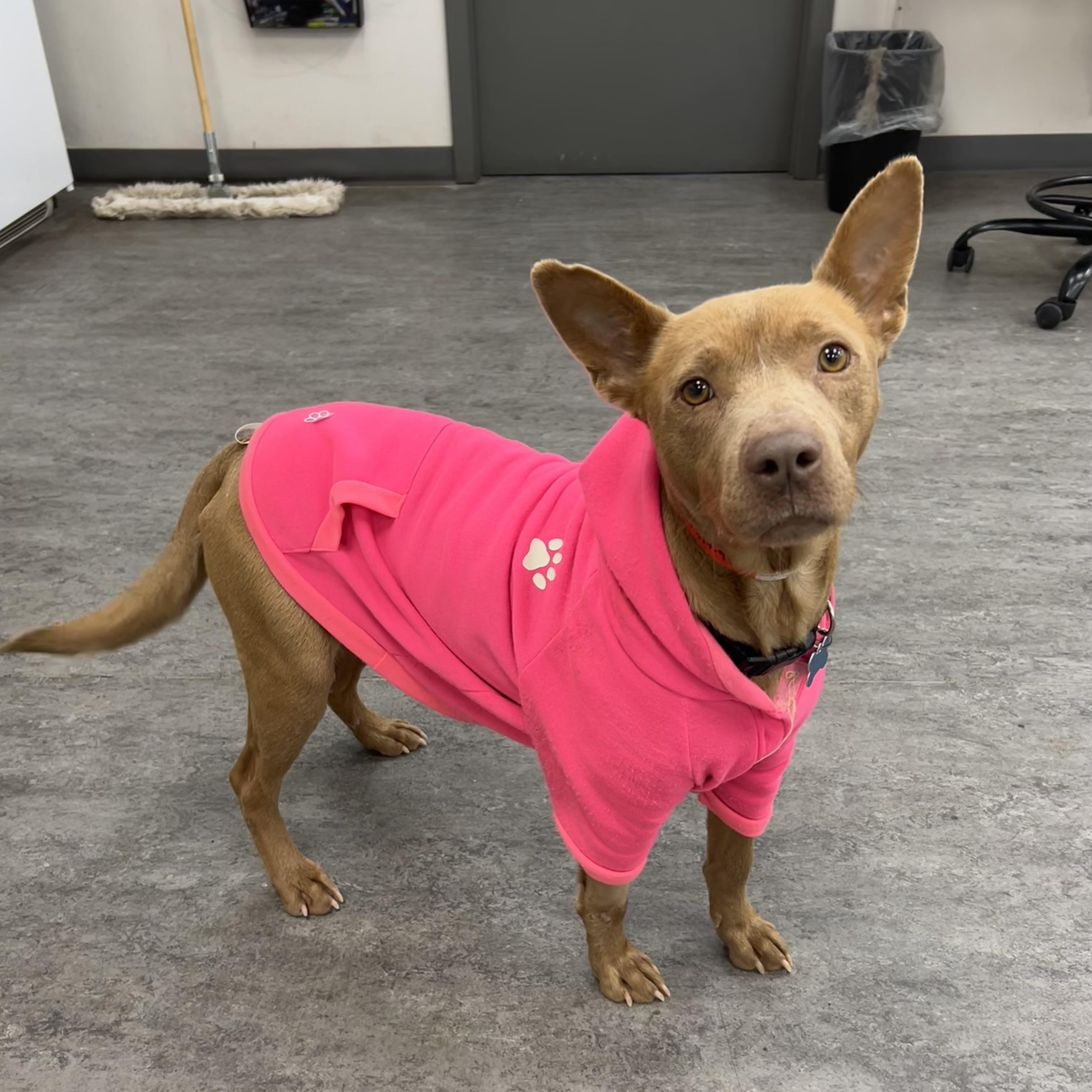 Enlarge Savannah, a Adoptable mixed breed in Plainfield, IL image 4/4