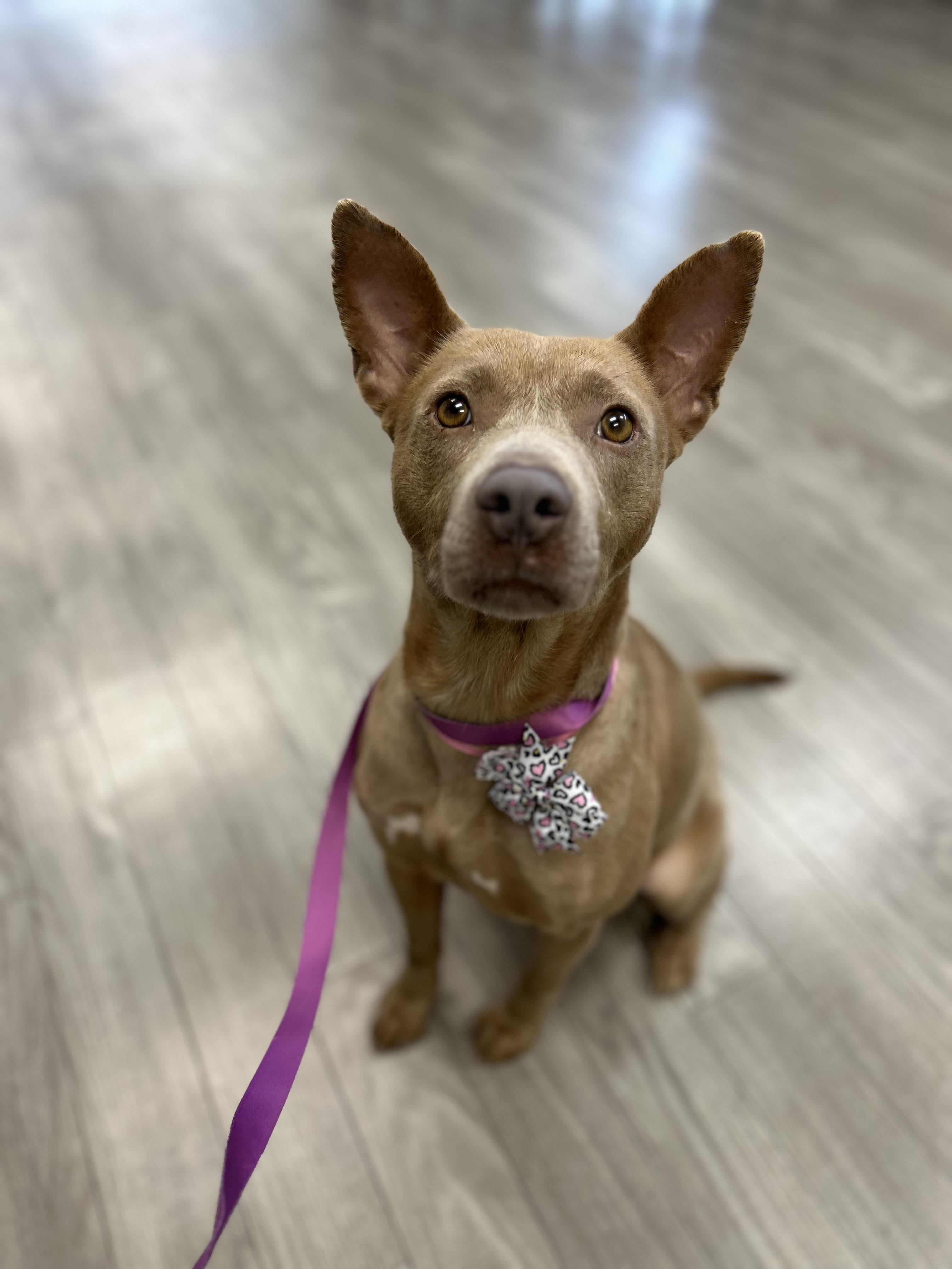 Enlarge Savannah, a Adoptable mixed breed in Plainfield, IL image 2/4