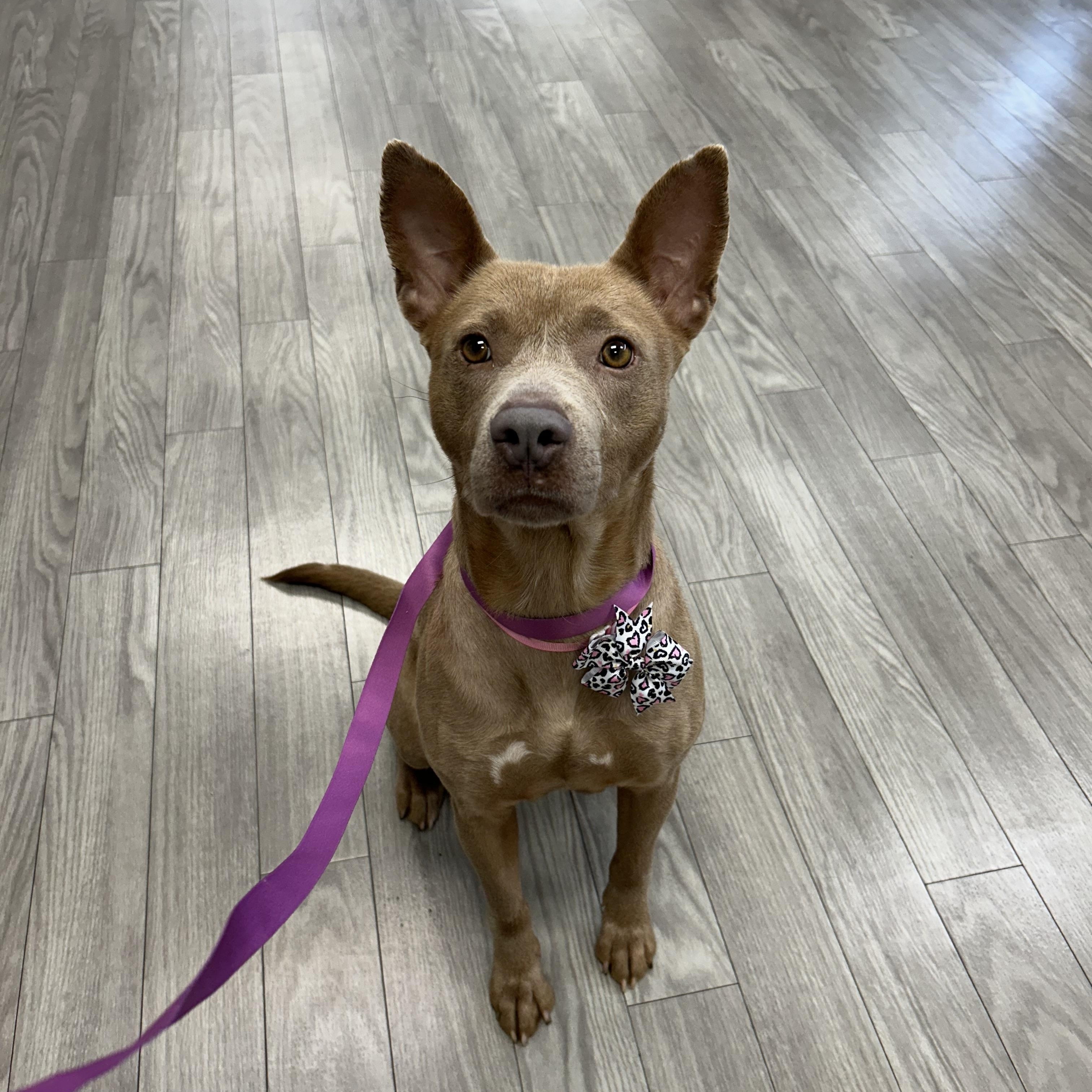 Enlarge Savannah, a Adoptable mixed breed in Plainfield, IL image 3/4