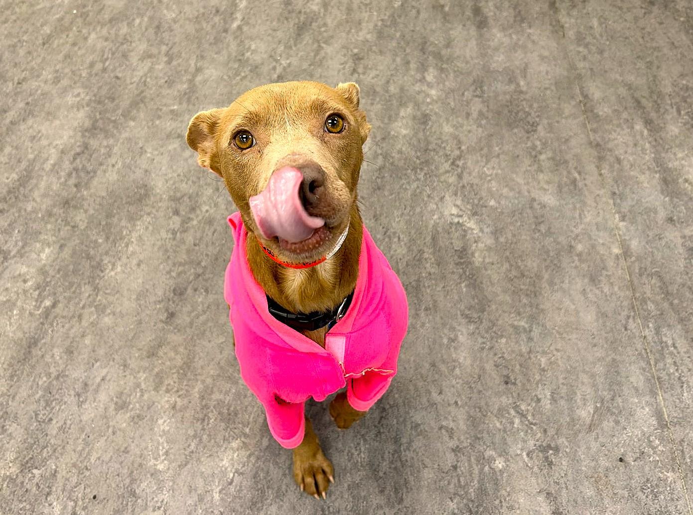 Enlarge Savannah, a Adoptable mixed breed in Plainfield, IL image 1/4