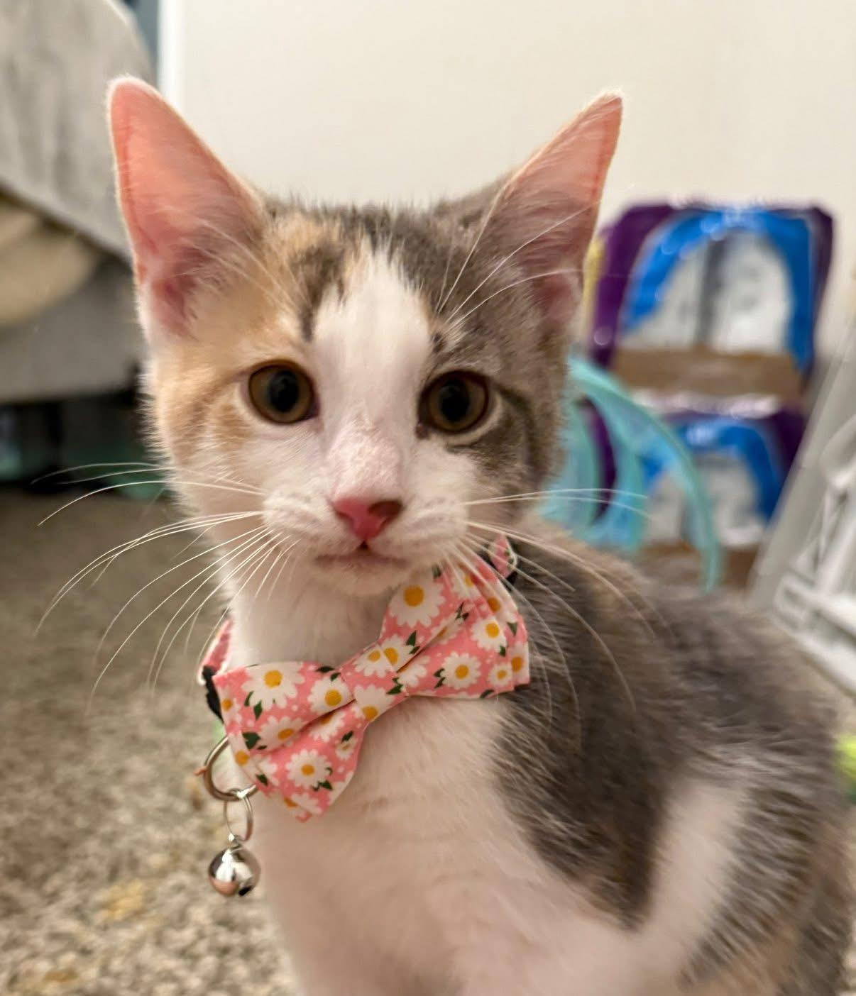 Clara, a Adoptable Domestic Short Hair in Westfield, IN image 1/4