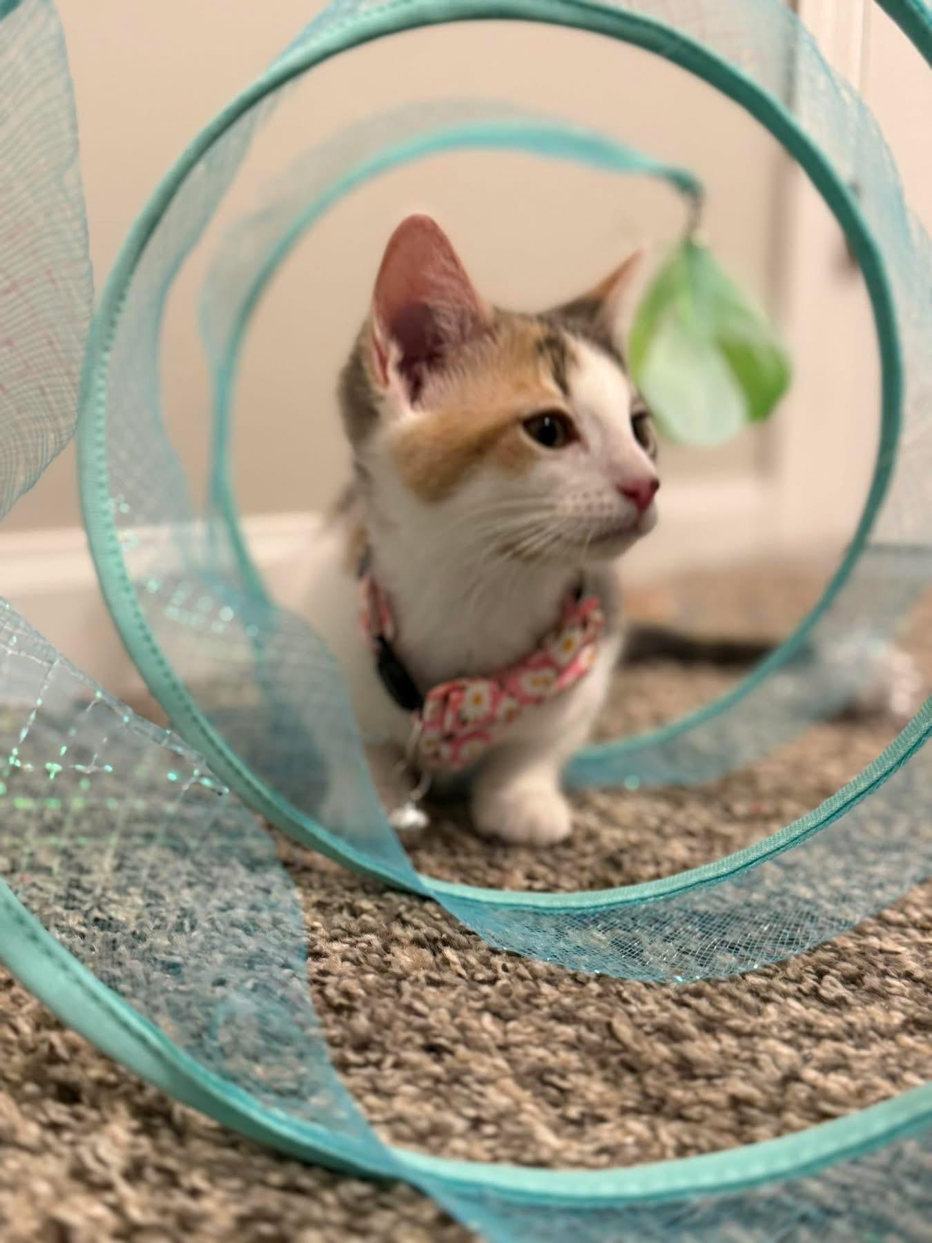 Clara, a Adoptable Domestic Short Hair in Westfield, IN image 2/4