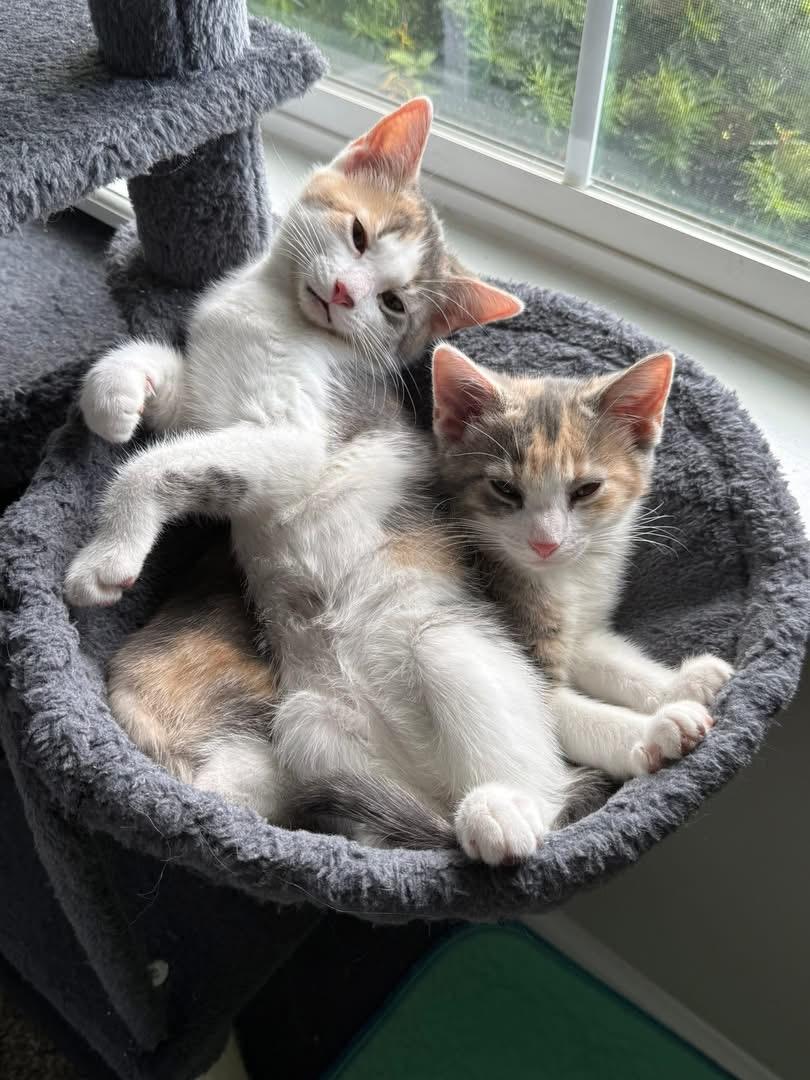 Clara, a Adoptable Domestic Short Hair in Westfield, IN image 3/4