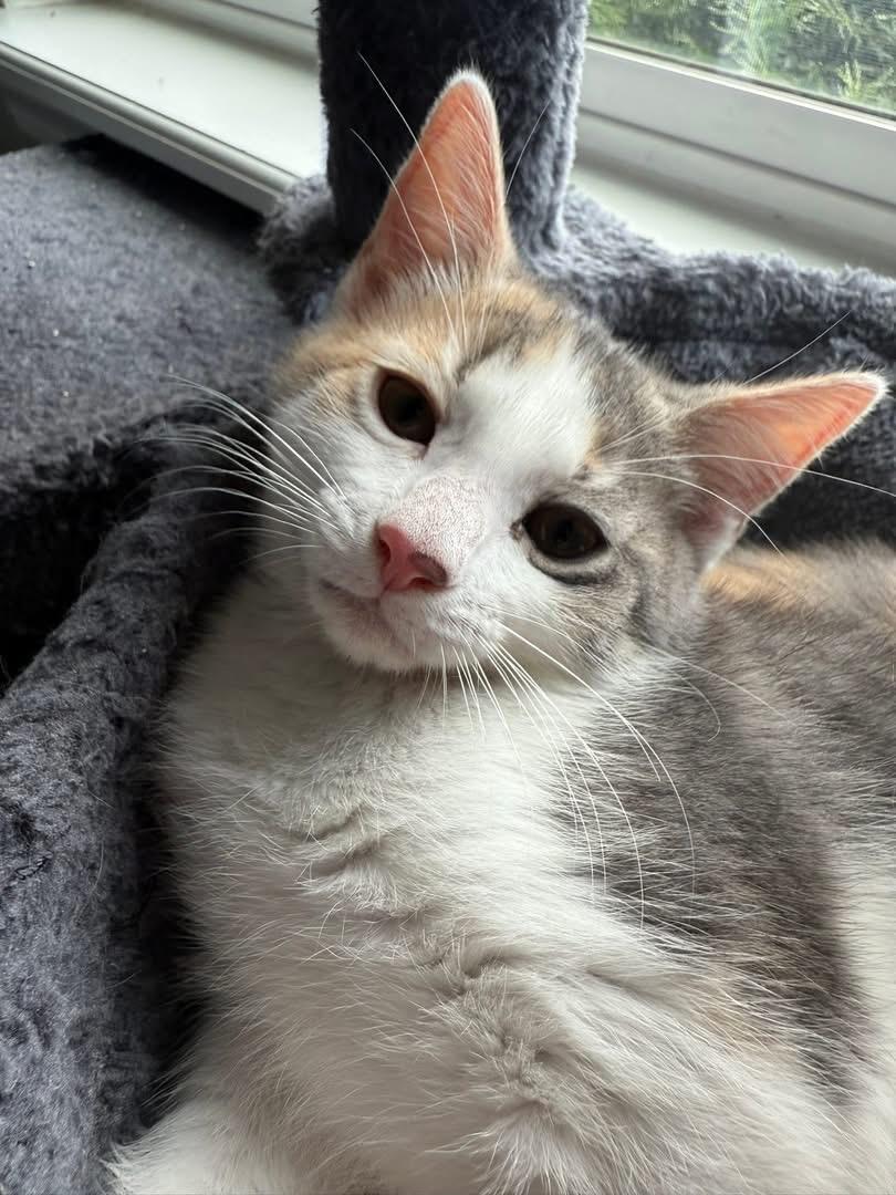 Clara, a Adoptable Domestic Short Hair in Westfield, IN image 4/4