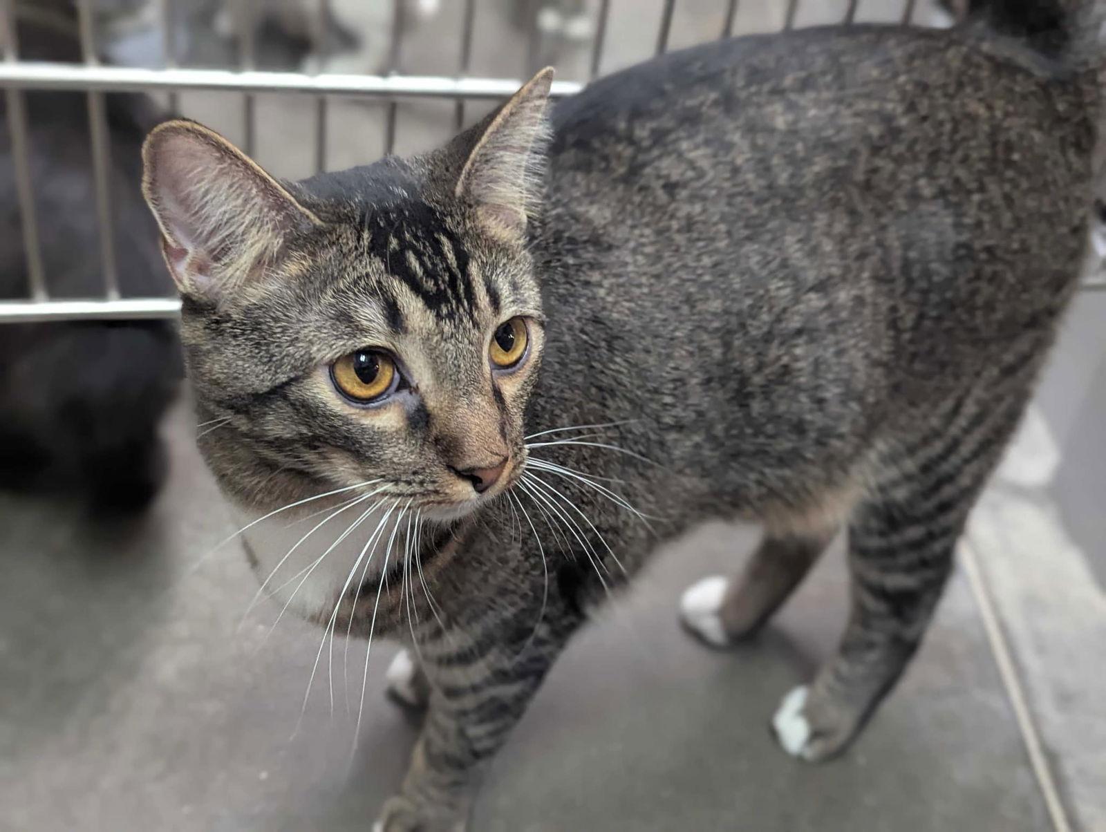 SULLIVAN, Adoptable, Young Male Tabby.
