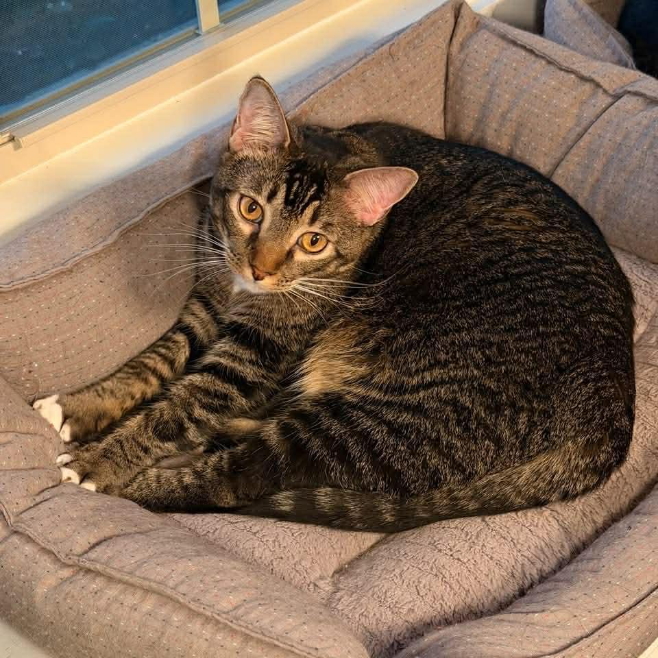 SULLIVAN, a Adoptable Tabby in Capshaw, AL image 2/3