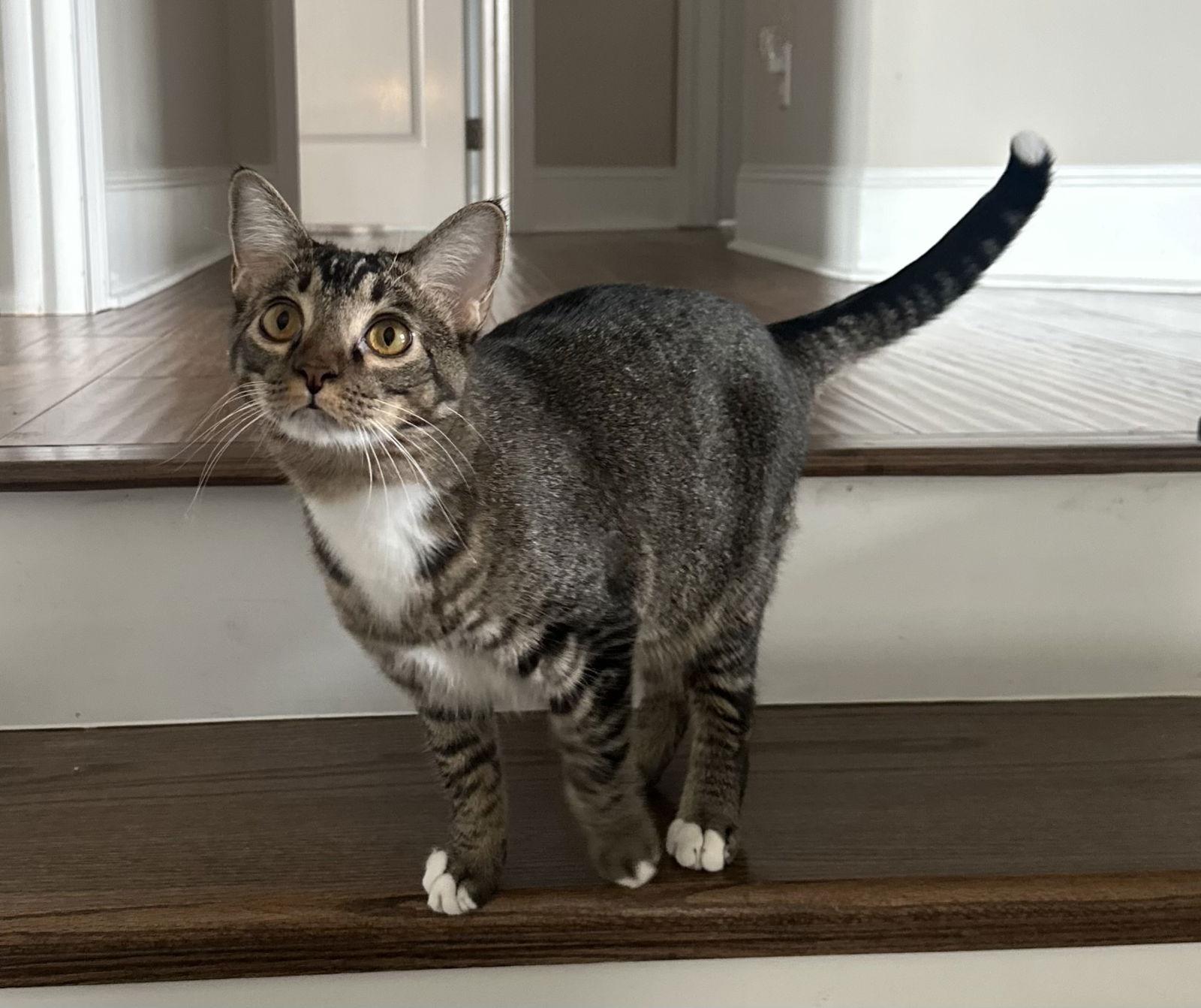 SULLIVAN, a Adoptable Tabby in Capshaw, AL image 3/3