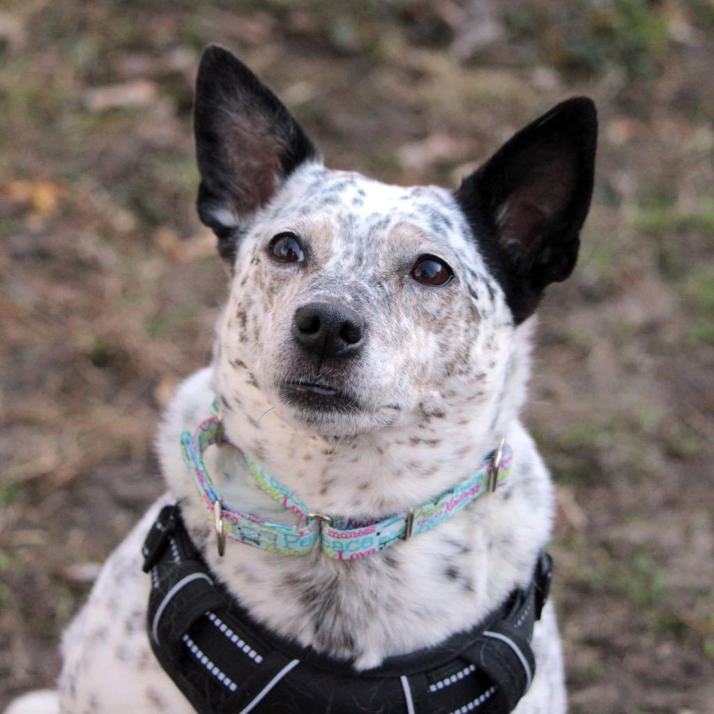 Jojo - I'll Be Home for Christmas Promo, Adoptable, Adult Female Cattle Dog & Mixed Breed.