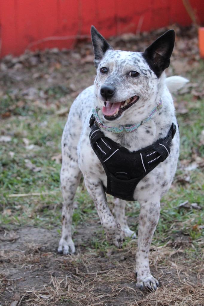 Jojo - I'll Be Home for Christmas Promo, Adoptable, Adult Female Cattle Dog & Mixed Breed.