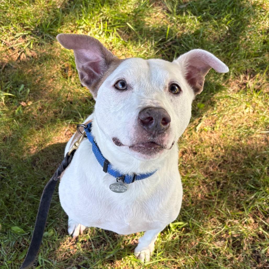 Enlarge Andy, a Adoptable Mixed Breed in Hampton Bays, NY image 1/6