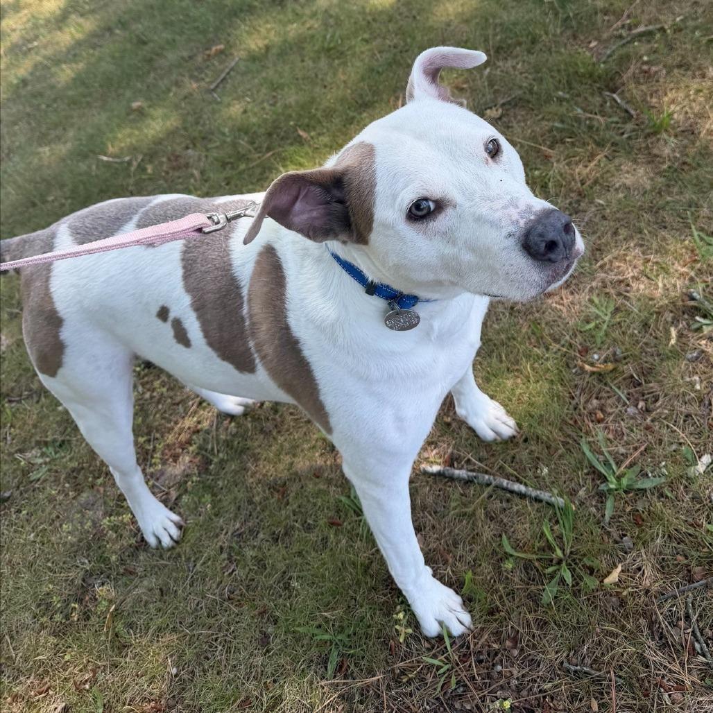 Enlarge Andy, a Adoptable Mixed Breed in Hampton Bays, NY image 2/6