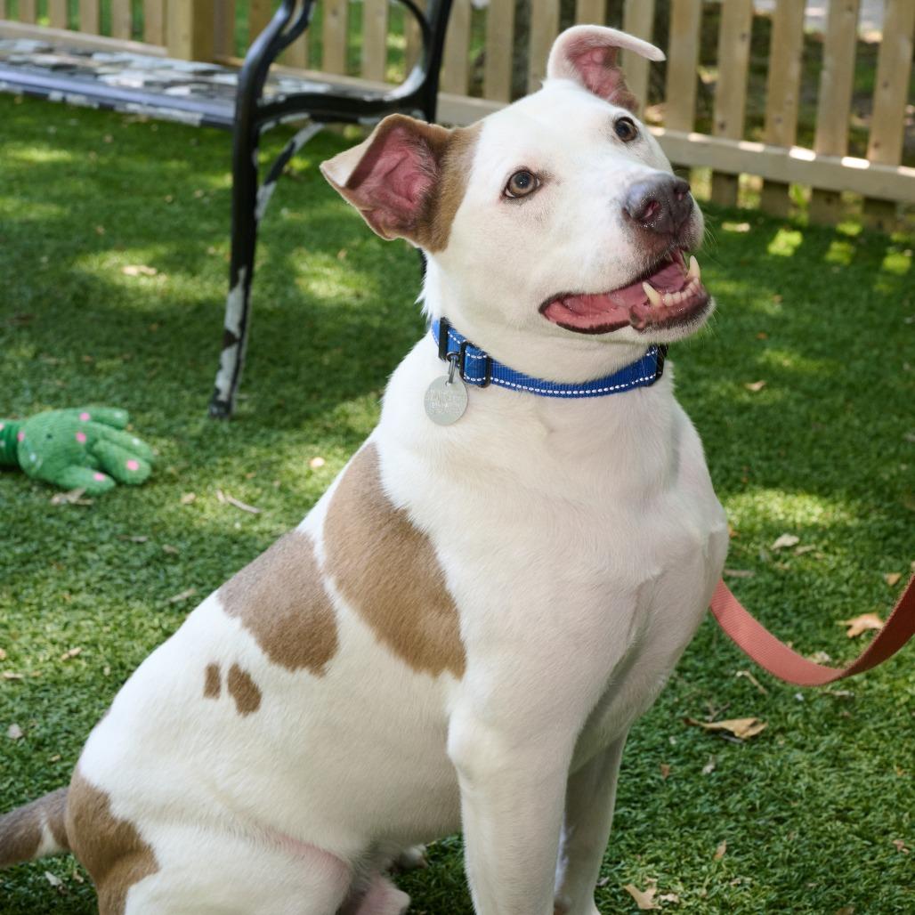 Enlarge Andy, a Adoptable Mixed Breed in Hampton Bays, NY image 3/6