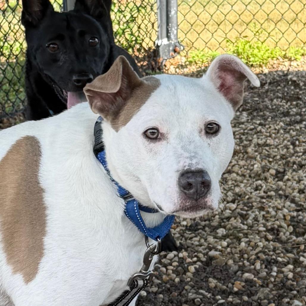 Enlarge Andy, a Adoptable Mixed Breed in Hampton Bays, NY image 4/6