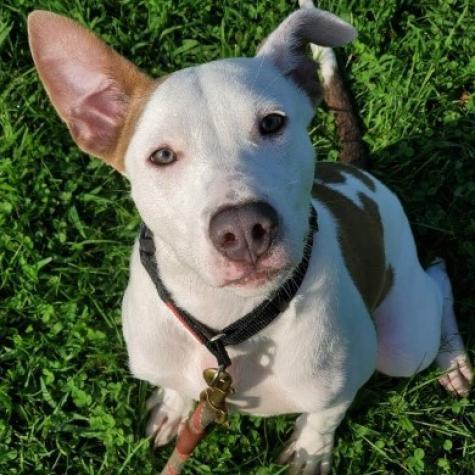 Enlarge Andy, a Adoptable Mixed Breed in Hampton Bays, NY image 5/6
