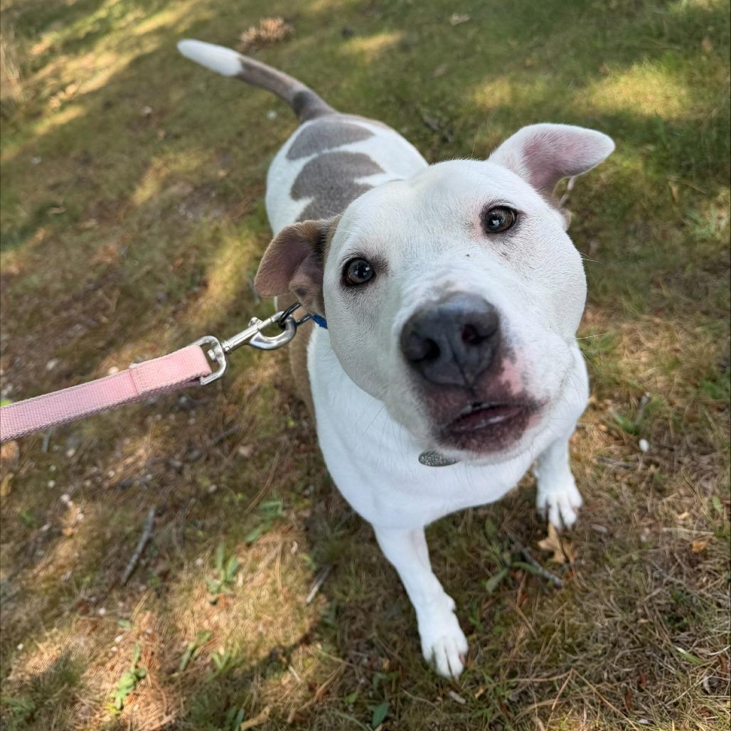 Enlarge Andy, a Adoptable Mixed Breed in Hampton Bays, NY image 6/6