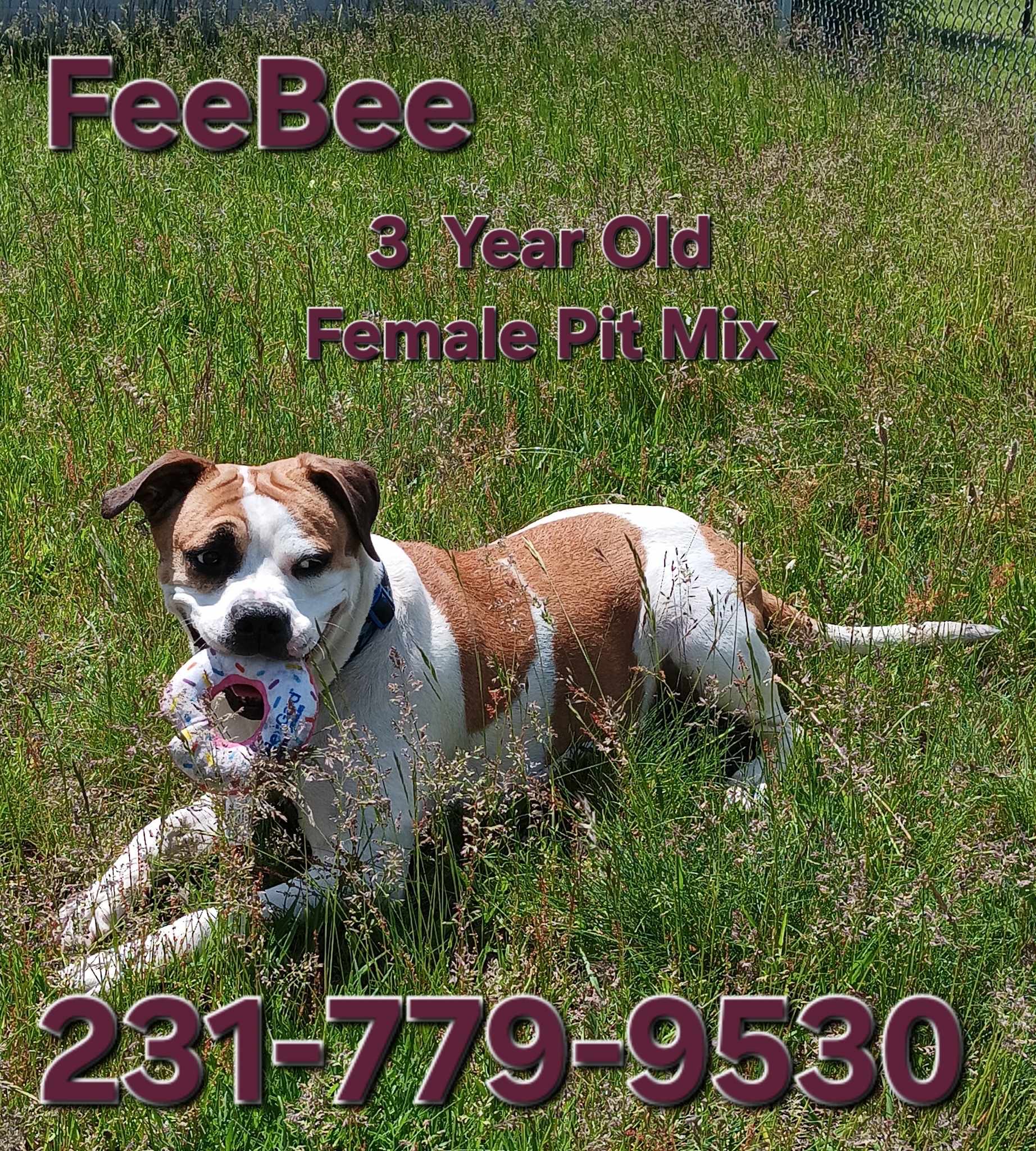 Dogs at Wexford County Animal Shelter Shelter Animal