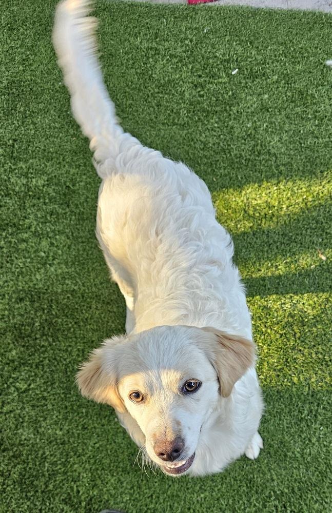 Willow, Adopted, Young Female Maltese & Golden Retriever.