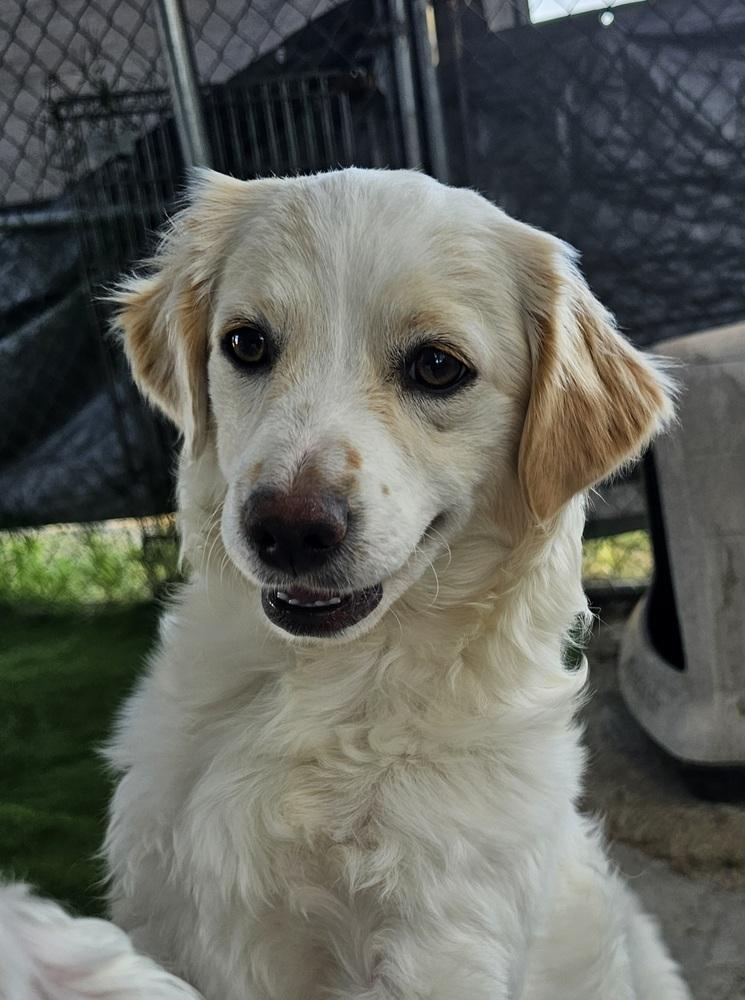 Enlarge Willow, a Adopted mixed breed in Santa Rosa, CA image 2/4