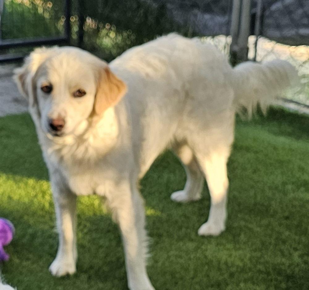 Enlarge Willow, a Adopted mixed breed in Santa Rosa, CA image 3/4