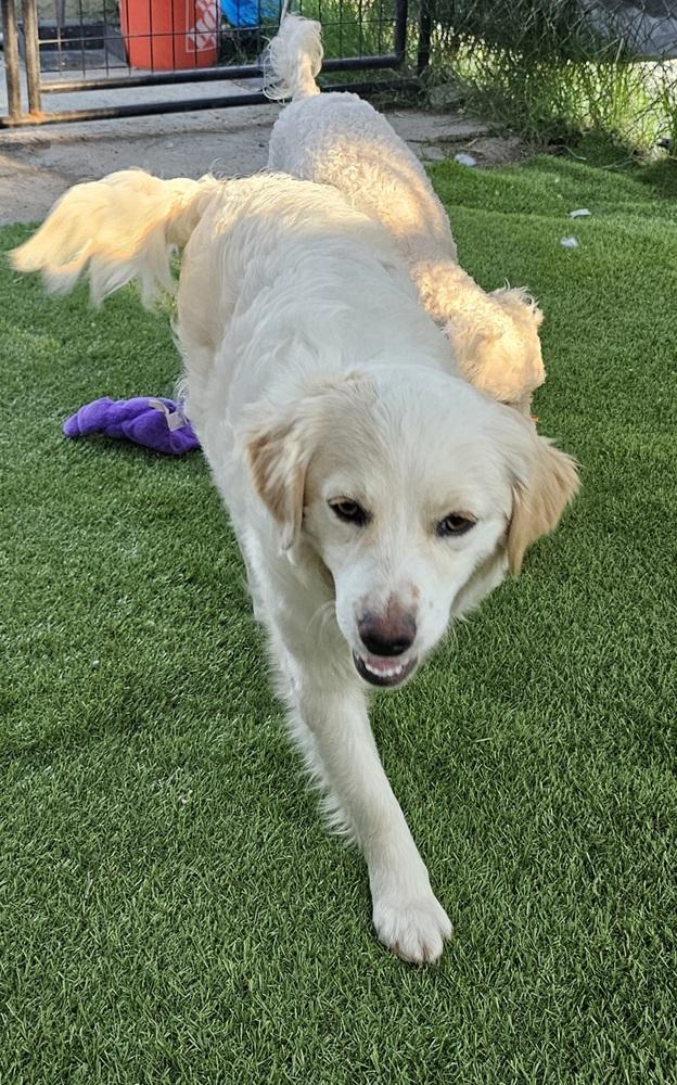 Enlarge Willow, a Adopted mixed breed in Santa Rosa, CA image 4/4