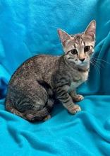 Liberty, ADOPTABLE, Young Male Domestic Short Hair.