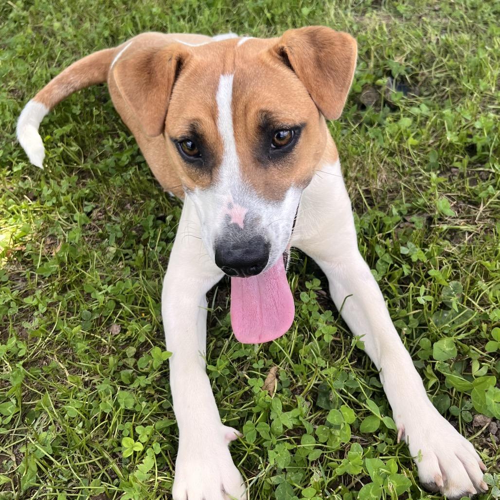 Enlarge Xena, a Adoptable Mixed Breed in Clarksville, AR image 1/6