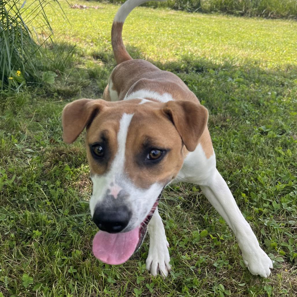 Xena, Adoptable, Young Female Mixed Breed.