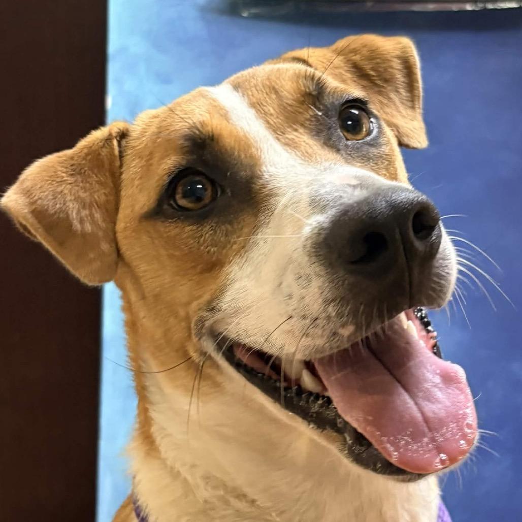 Enlarge Xena, a Adoptable Mixed Breed in Clarksville, AR image 3/6