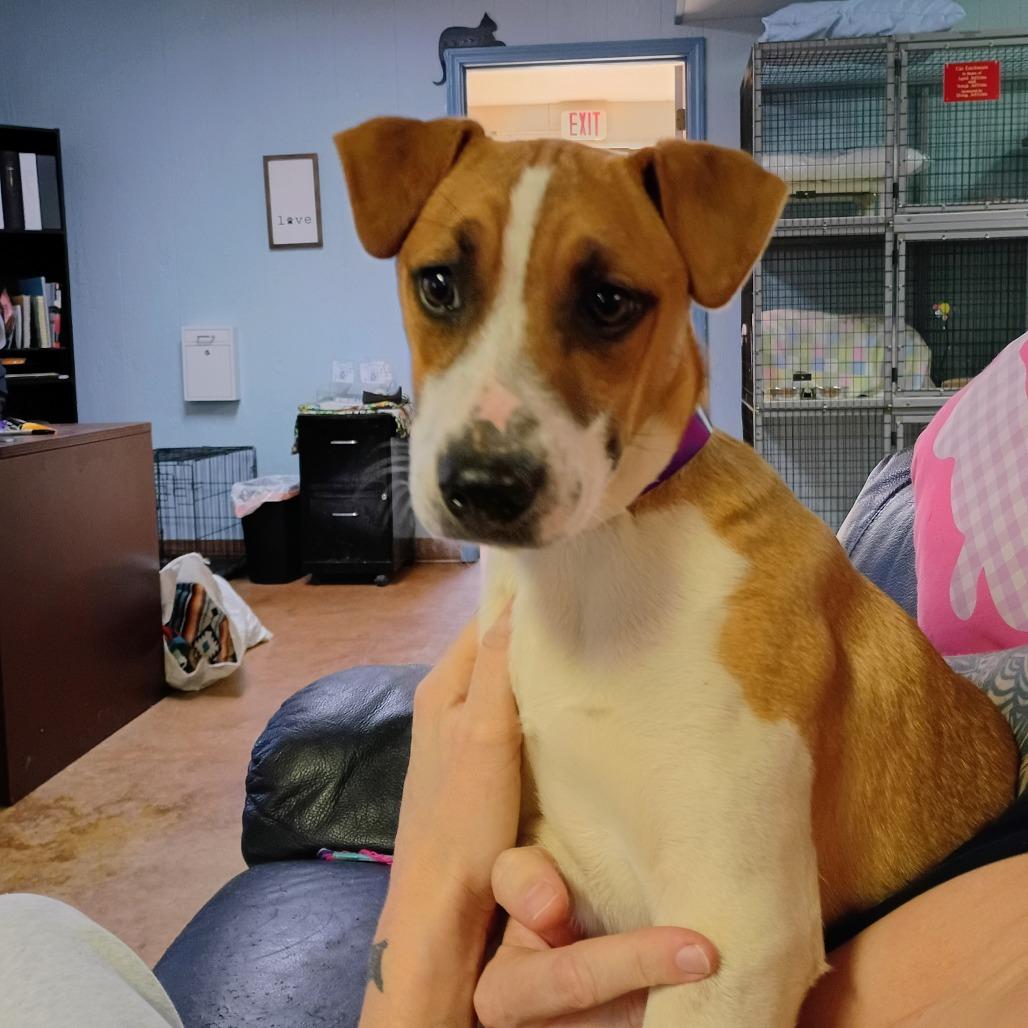 Enlarge Xena(Light Pink), a Adoptable Mixed Breed in Clarksville, AR image 2/3