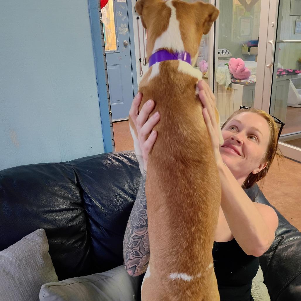 Enlarge Xena(Light Pink), a Adoptable Mixed Breed in Clarksville, AR image 3/3