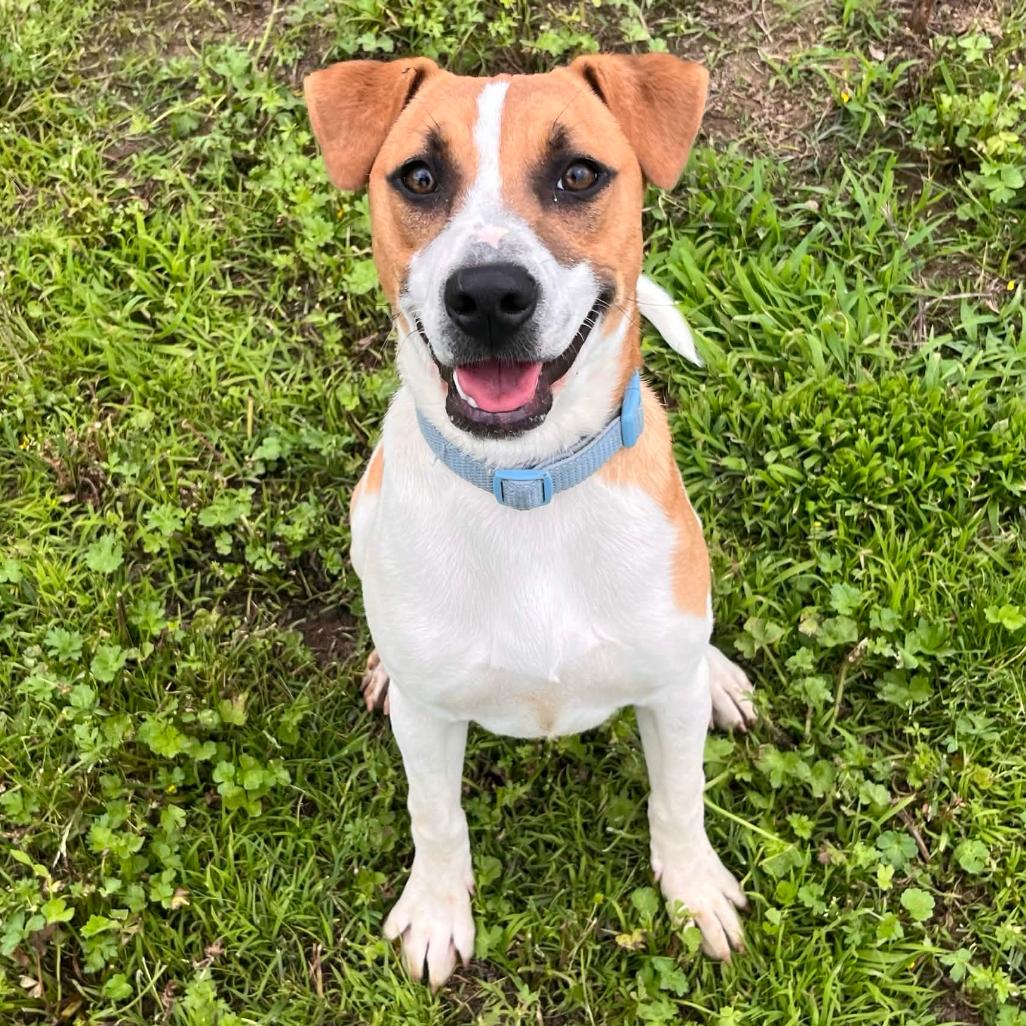Enlarge Xena, a Adoptable Mixed Breed in Clarksville, AR image 6/6