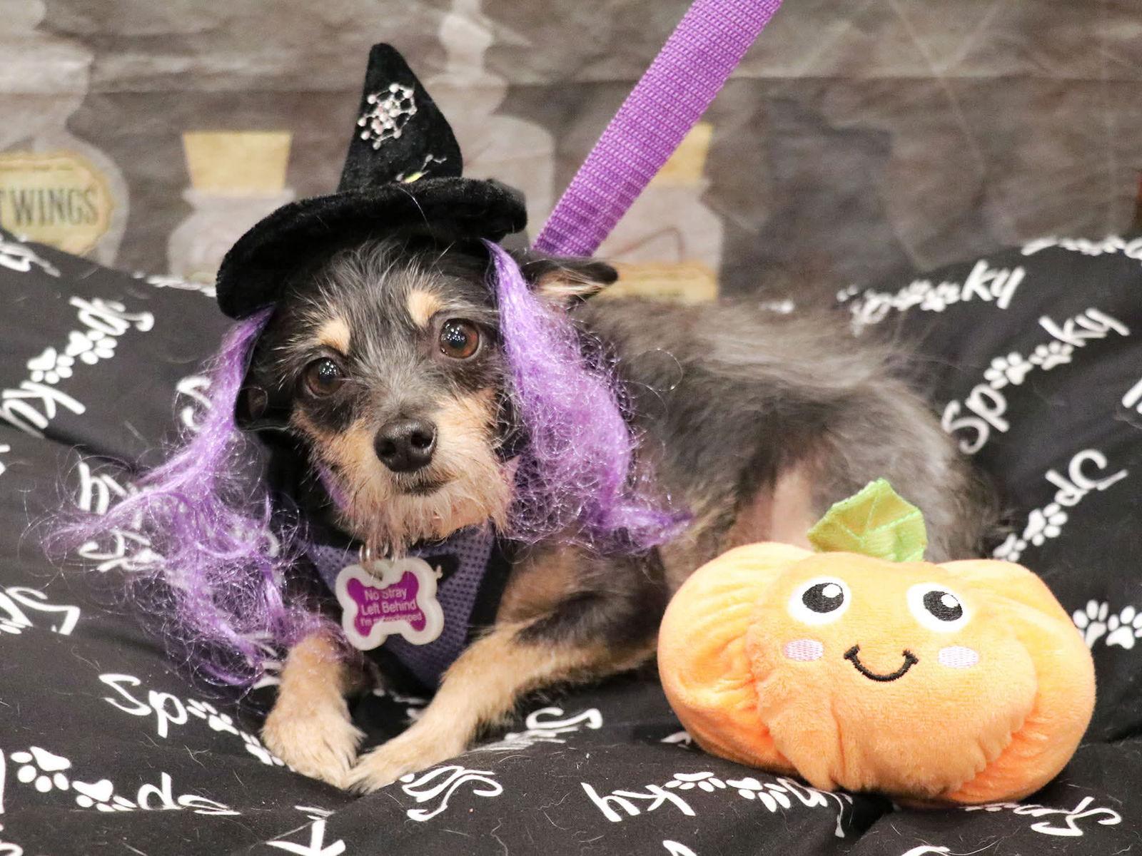 Frida, Adoptable, Young Female Terrier.