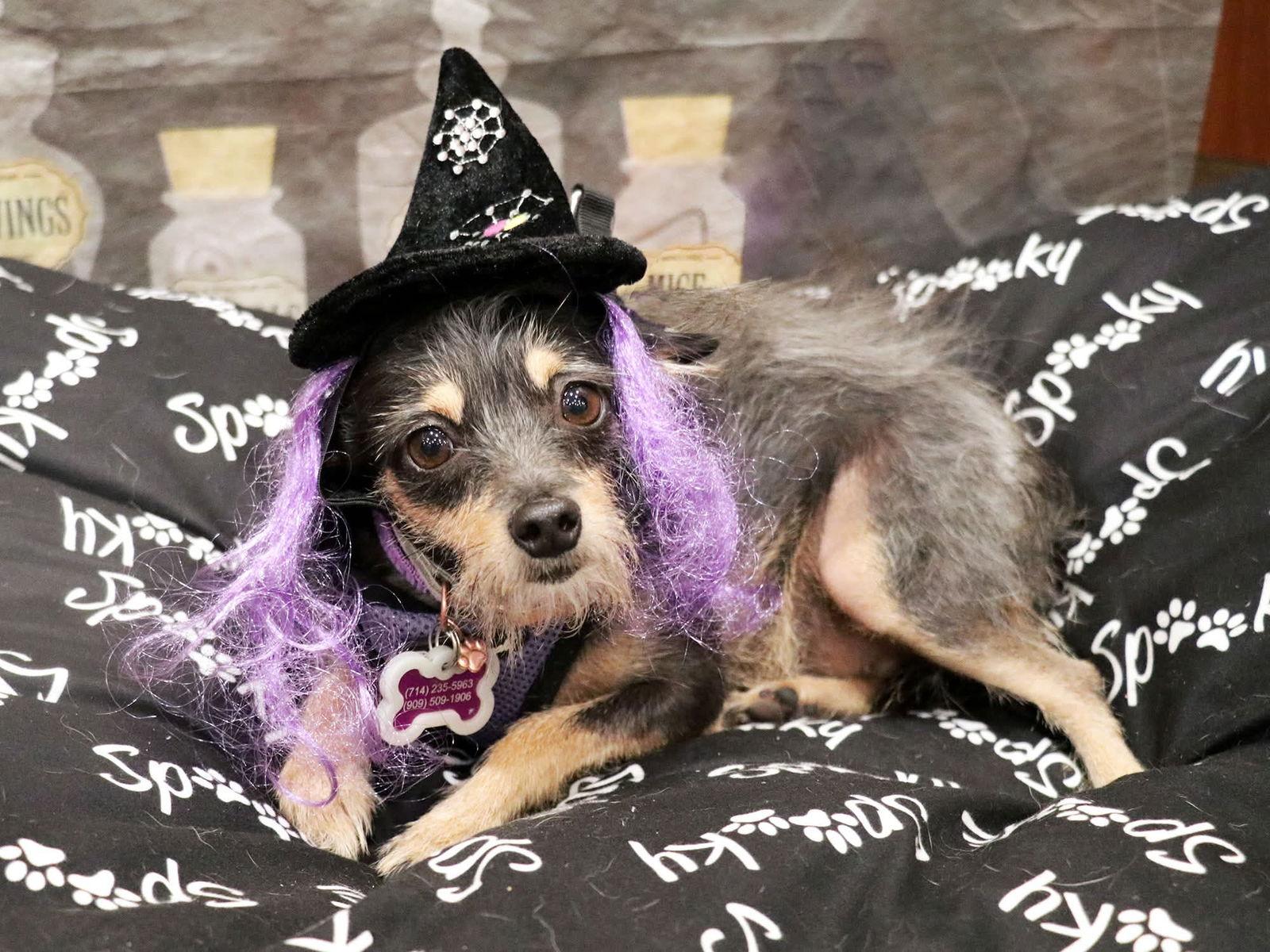 Frida, a Adoptable Terrier in Apple Valley, CA image 2/2