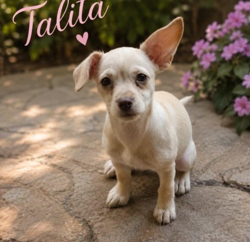 Enlarge Talita, a Adoptable mixed breed in Morganville, NJ image 1/1