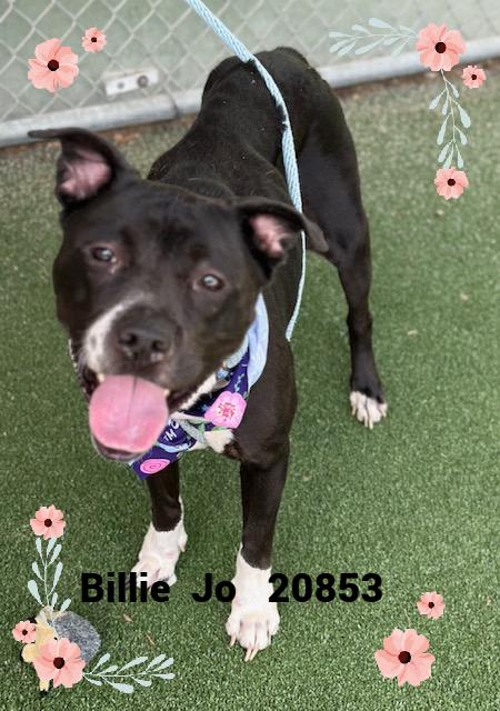 Enlarge BILLIE JO, a Adoptable mixed breed in Marietta, GA image 1/6