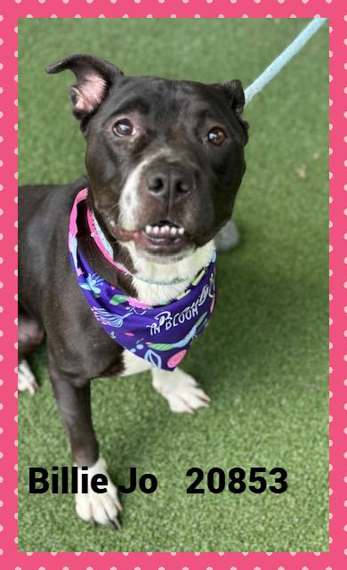 Enlarge BILLIE JO, a Adoptable mixed breed in Marietta, GA image 3/6