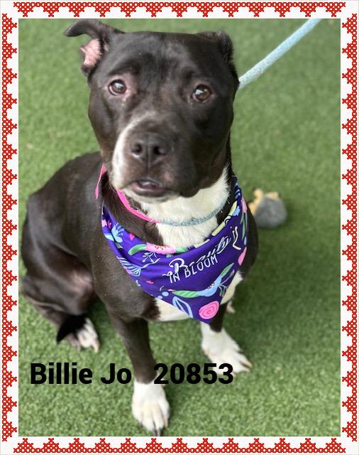 Enlarge BILLIE JO, a Adoptable mixed breed in Marietta, GA image 2/6
