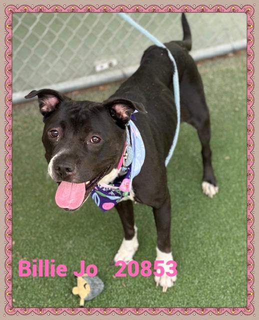 Enlarge BILLIE JO, a Adoptable mixed breed in Marietta, GA image 5/6