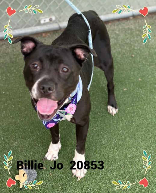 Enlarge BILLIE JO, a Adoptable mixed breed in Marietta, GA image 6/6